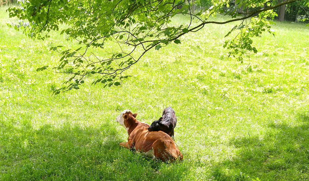 Calf Lucy nuzzling against cow Elsa laying in a field of grass under the shade of trees