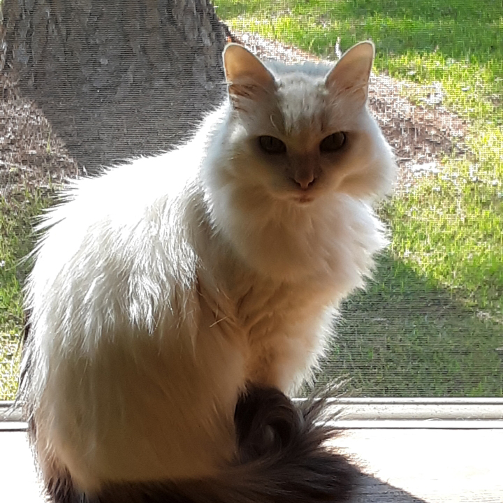 Fluffy white cat name Miss Priss available for adoption