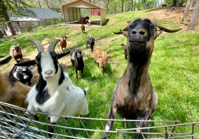 Goats available for adoption