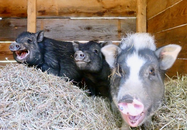 Pigs available for adoption
