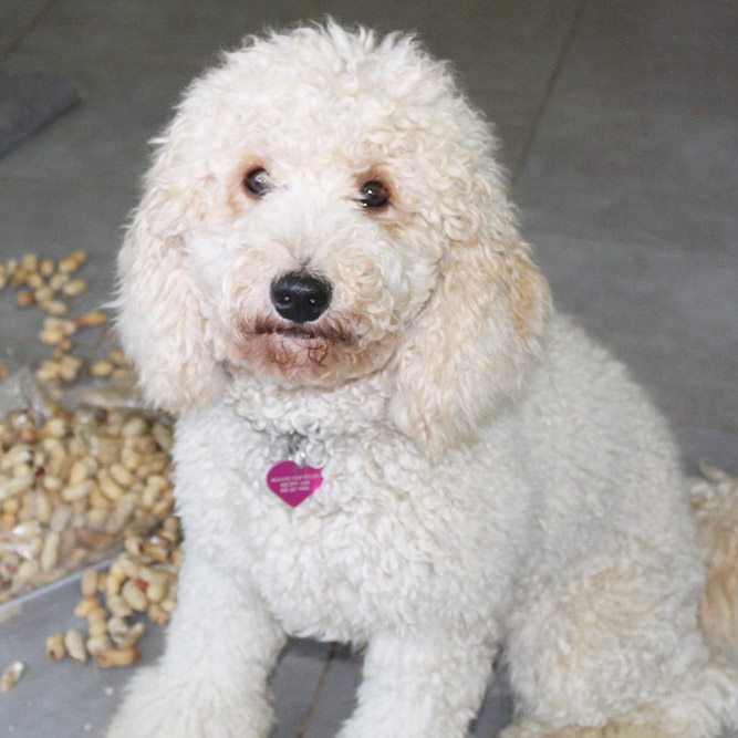 Cooper the dog