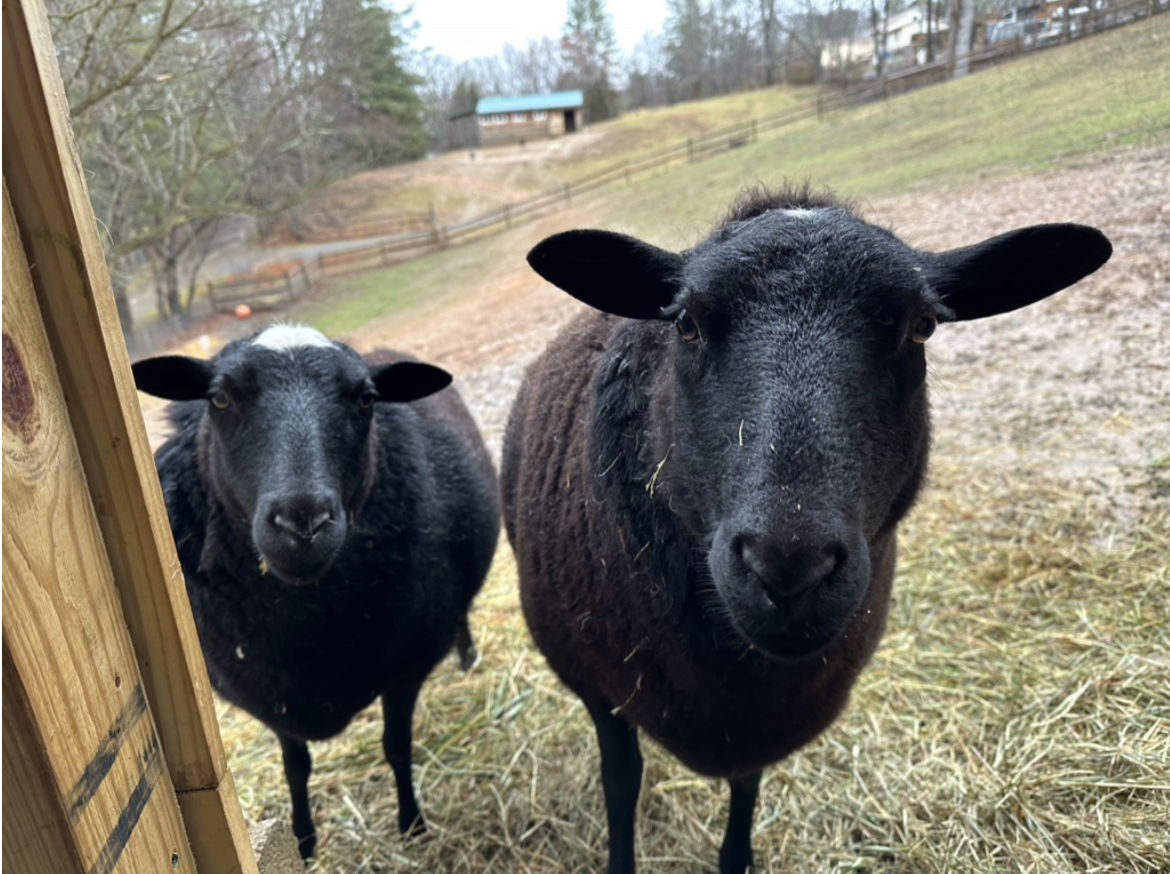 Animal Haven of Asheville gallery image 12