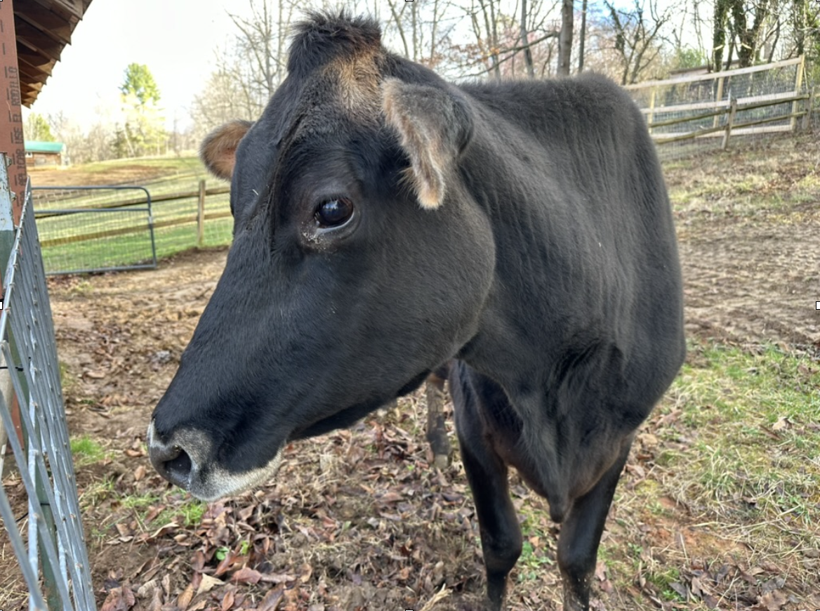 Animal Haven of Asheville gallery image 10