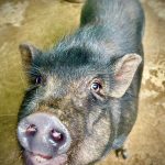 Bubbles the pig, enjoying rescued life at Animal Haven of Asheville
