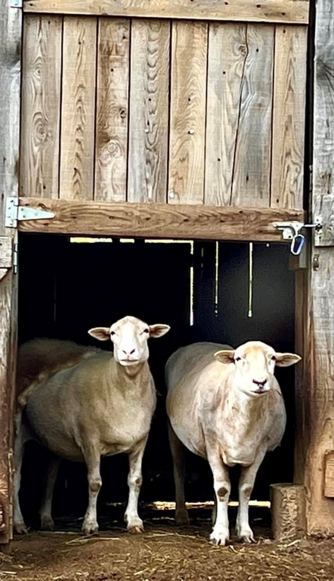 Kevin and Penelope the sheep