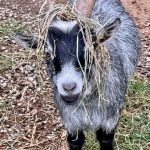 Shorty the goat, a happy goat at the farm sanctuary of Animal Haven of Asheville