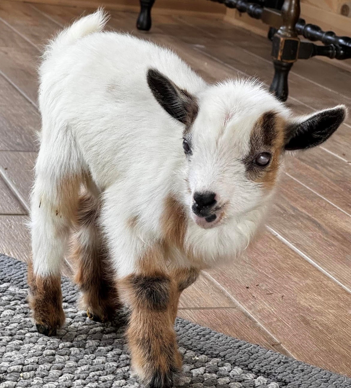 Jingles the dwarf goat