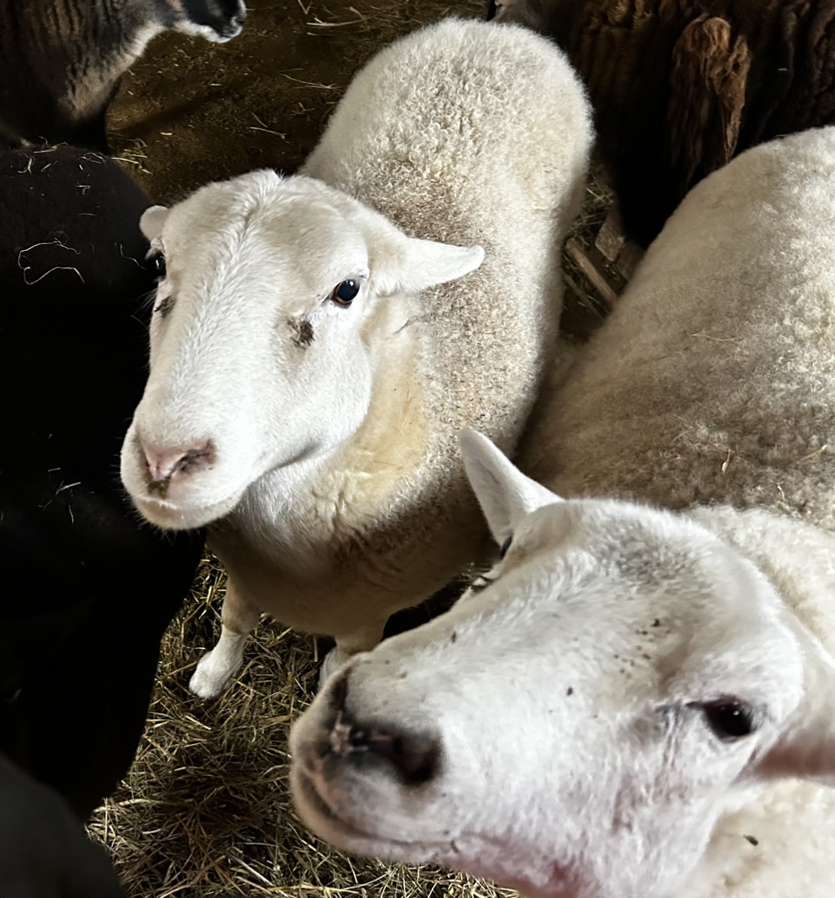 Kevin and Penelope the sheep