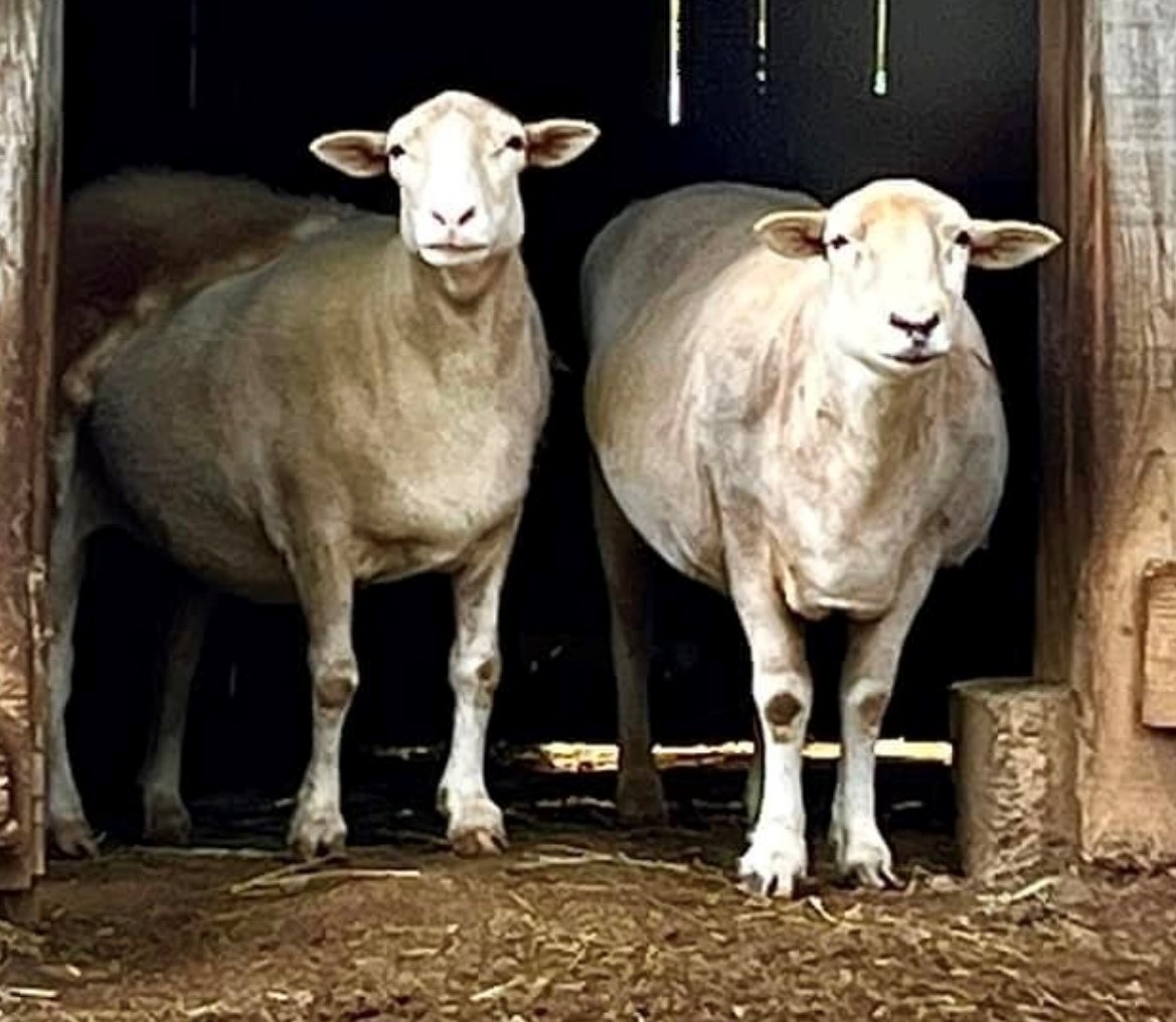 Kevin and Penelope, some of our happy sheep at Animal Haven of Asheville