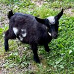 KC the goat at Animal Haven of Asheville