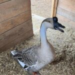 Lizzie the Goose, resident of Animal Haven of Asheville