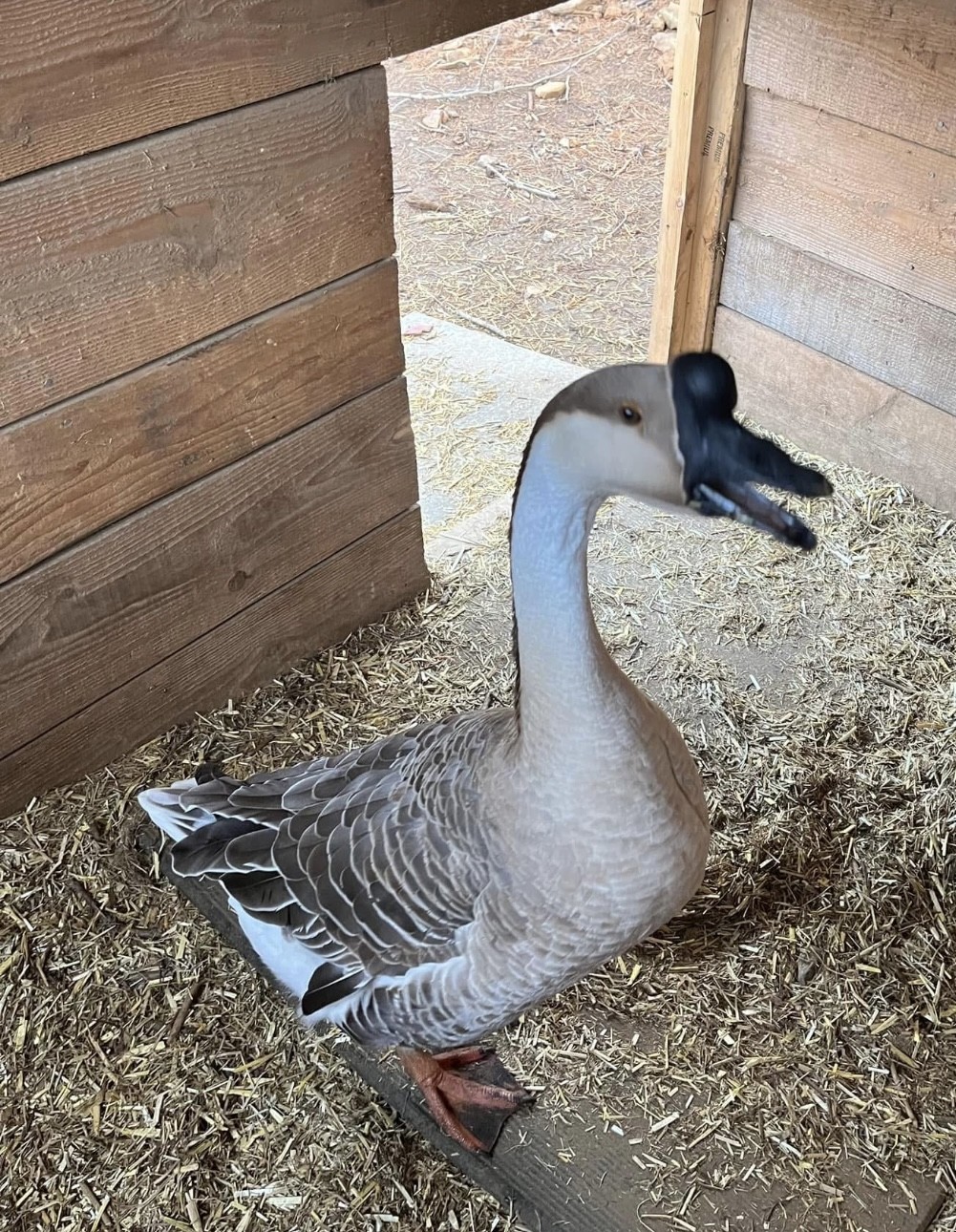 Geese_Lizzie4 Lizzie the Goose
