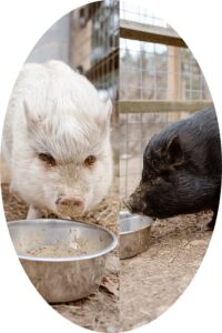 Izzy and Amelia the pigs
