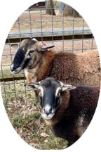 Nick and Misti the sheep