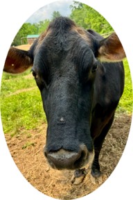 Tulsi the cow