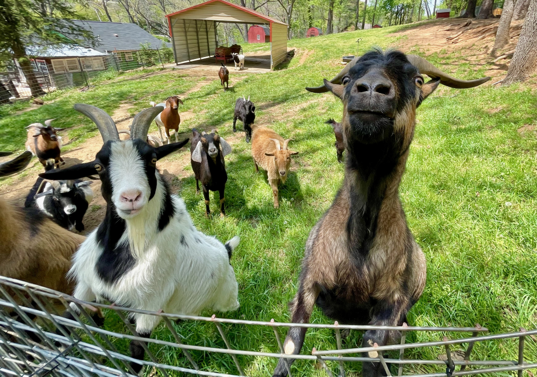 Happy goats enjoying farm sanctuary life at Animal Haven of Asheville