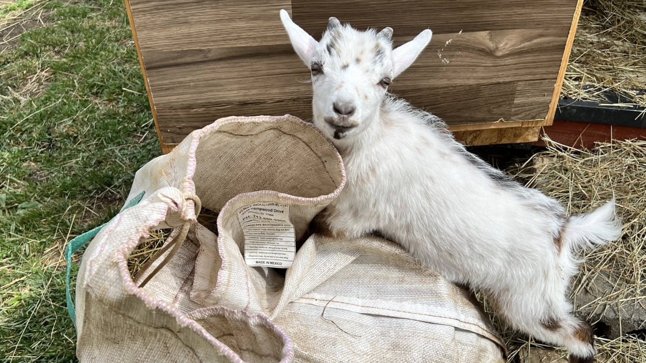 Opie the rescued goat at Animal Haven of Asheville