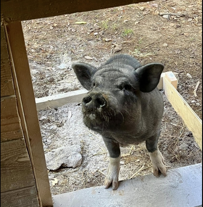 Wilma the pig checking out the barn at Animal Haven of Asheville