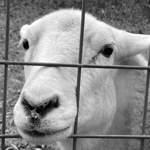 Learn about our rescued farm animals Animal Haven of Asheville farm sanctuary