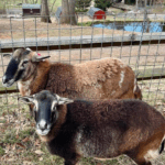 Nicholas and Mistletoe, two sheep at Animal Haven of Asheville farm rescue