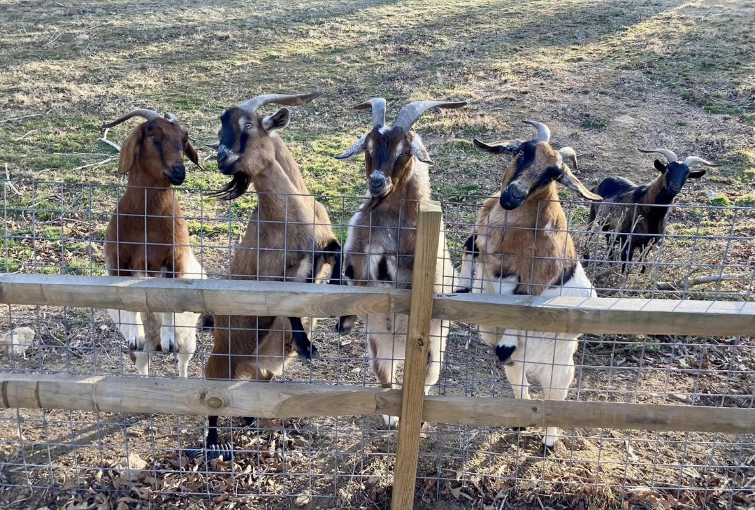 Moonpie Igor Flokki Cosmo Duff enjoying the sunshine at Animal Haven of Asheville