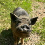 Petey the pig, safe and happy at Animal Haven of Asheville