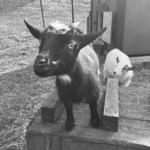 Visit with our goats at Animal Haven of Asheville farm sanctuary