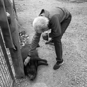 Volunteer at Animal Haven of Asheville farm sanctuary