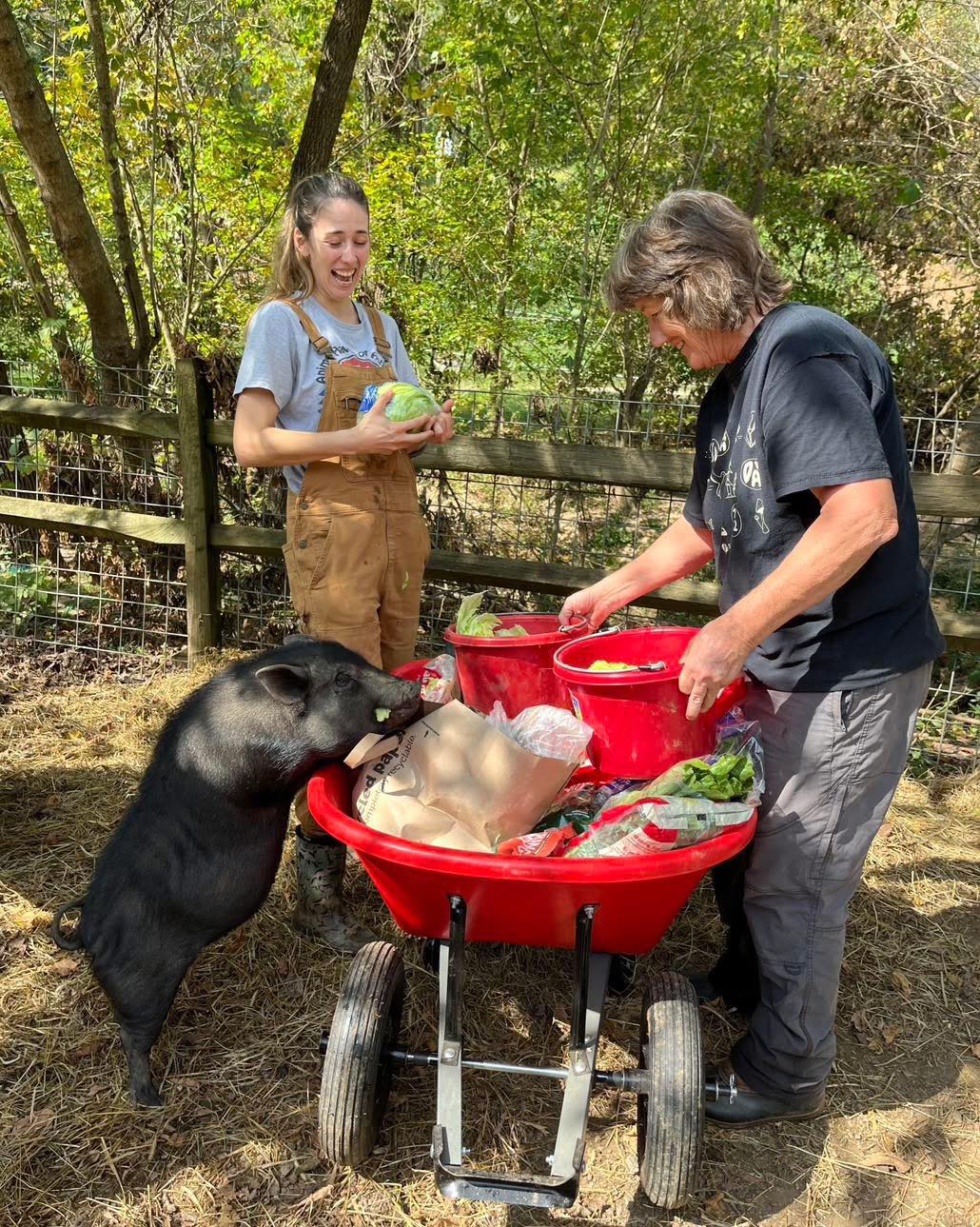 Volunteers feeding the pigs at Animal Haven farm animal rescue in Asheville