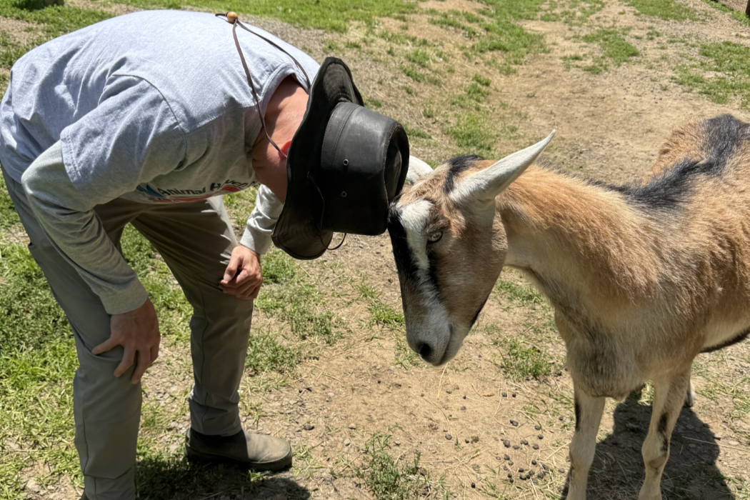 Boo Boo the goat giving friendly headbutts to a volunteer at Animal Haven of Asheville