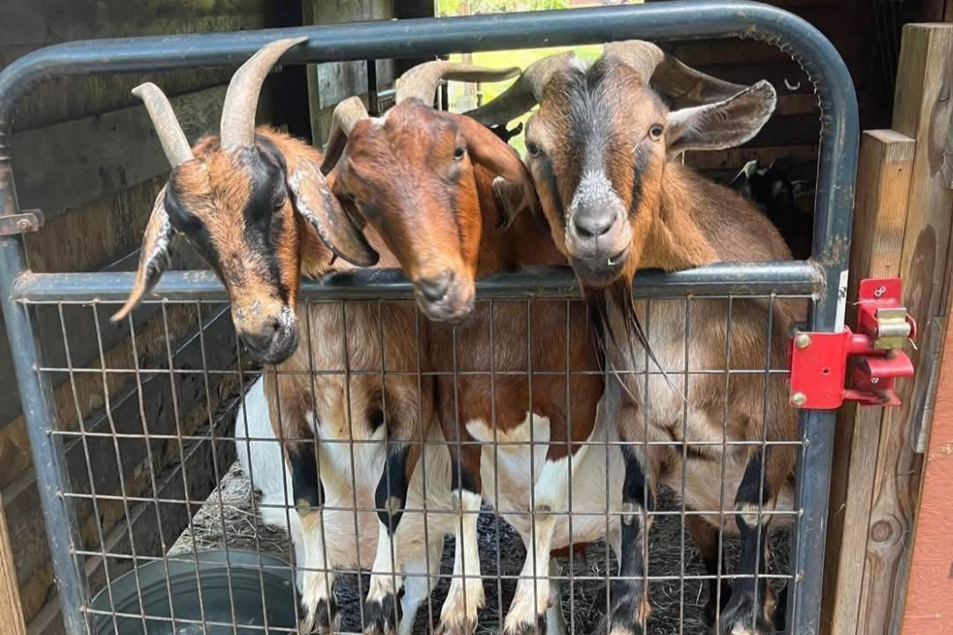 Cosmo Moonpie and Igor goats being silly at Animal Haven of Asheville