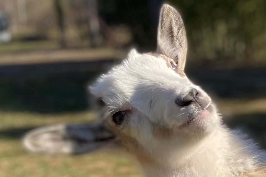 Jingles the cute curious goat at Animal Haven of Asheville