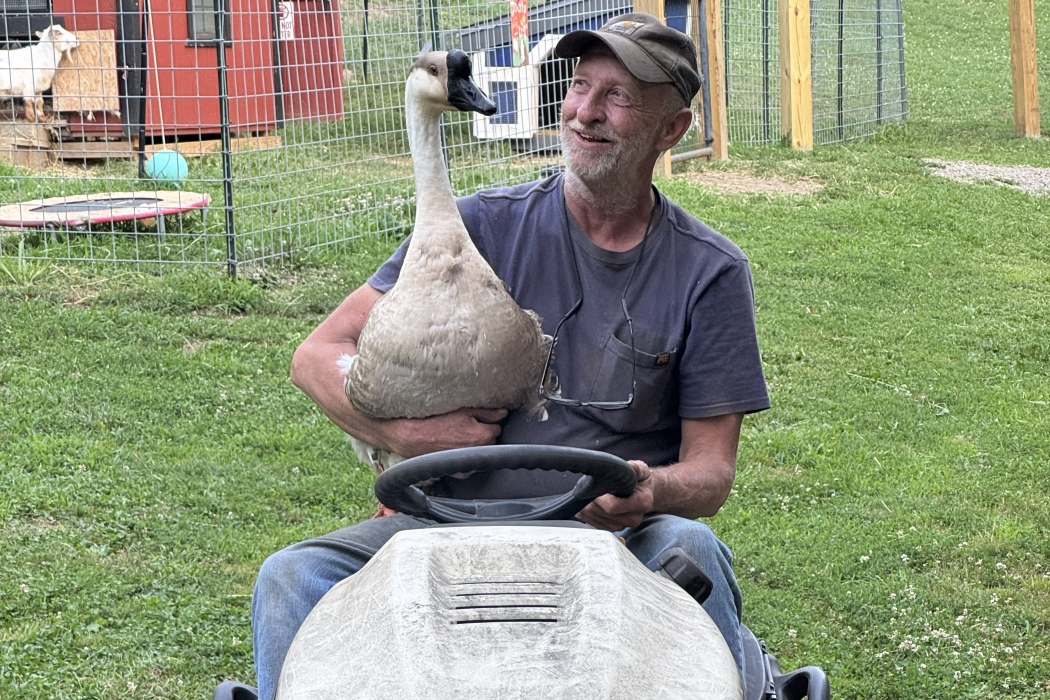 Lizzie the goose being held on a tractor by a volunteer at Animal Haven of Asheville