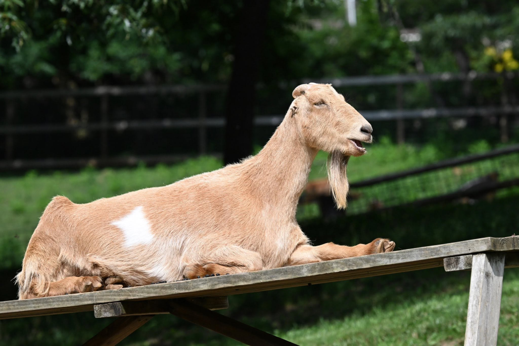 Fifi the blond goat resting on a bench at Animal Haven of Asheville