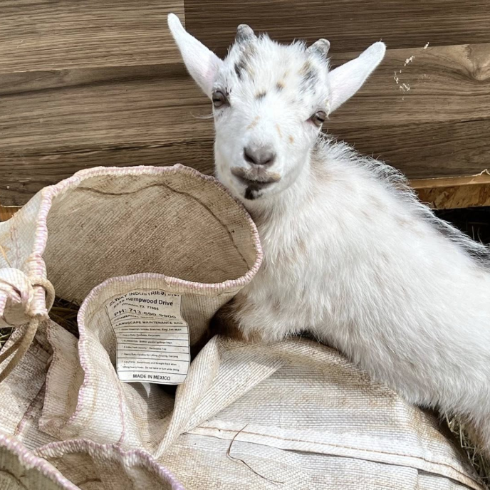 Opie the goat on a burlap sack at Animal Haven of Asheville