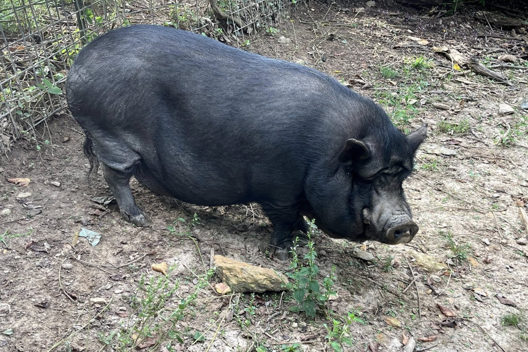 Ashe the black pig enjoying sanctuary life at Animal Haven of Asheville