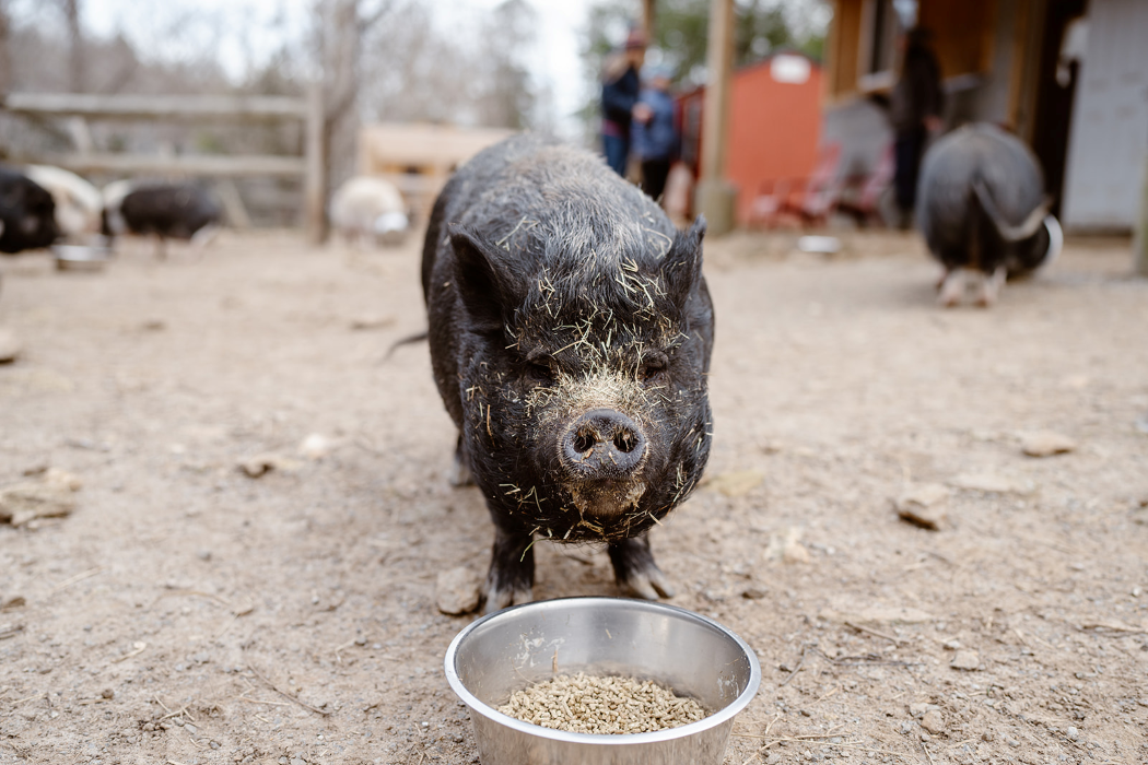 Jan the pig enjoying her meal at Animal Haven of Asheville