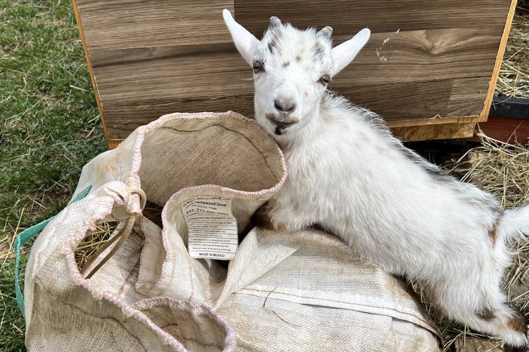 Opie the goat and his burlap sack at Animal Haven of Asheville