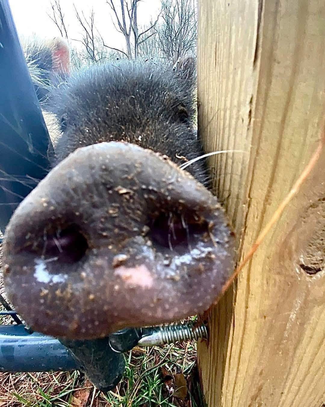 Closeup of a happy pig at Animal Haven of Asheville