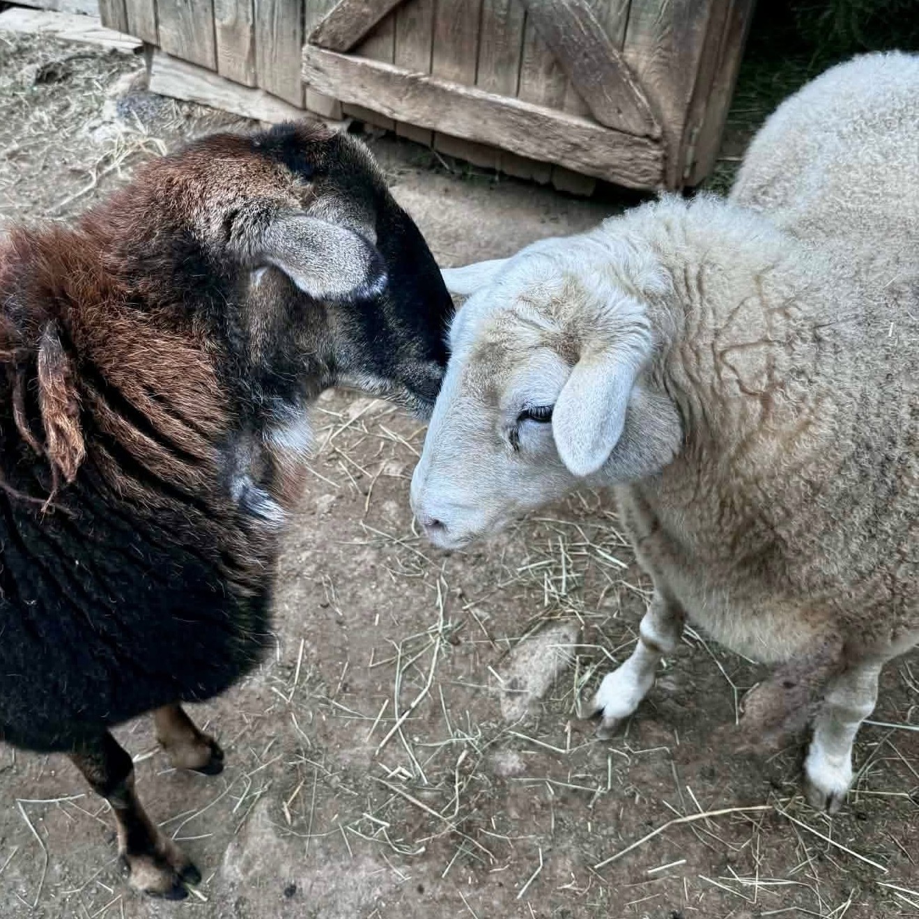 Sheep nuzzling peacefully at Animal Haven of Asheville