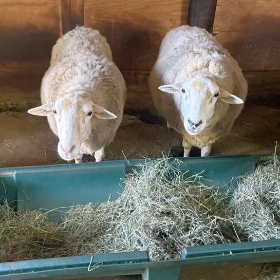Kevin and Penelope eating hay at Animal Haven of Asheville