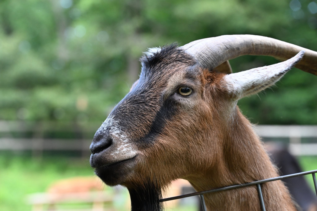 Igor the handsome goat enjoying sanctuary life at Animal Haven of Asheville