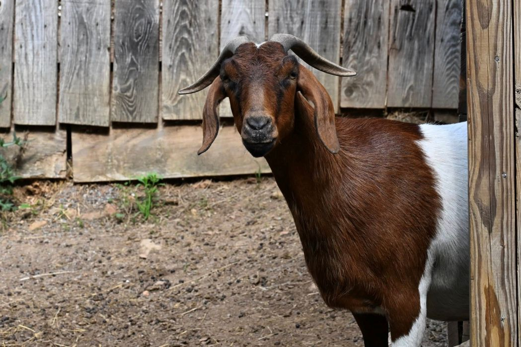 Moonpie the goat looking ahead at Animal Haven of Asheville