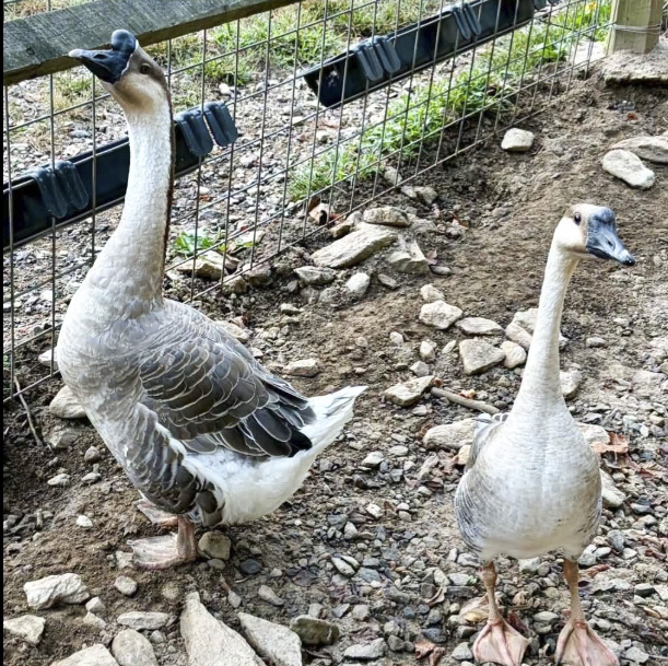 Lizzie and Maverick