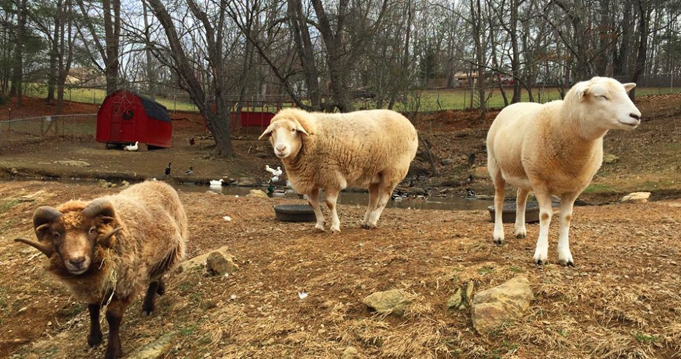 Animal Haven of Asheville | Farm Animal Sanctuary in Western North Carolina